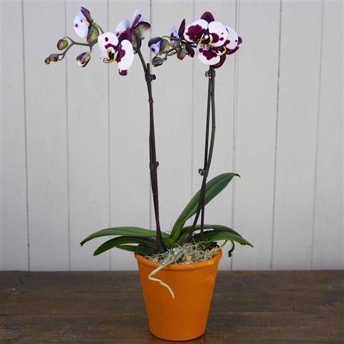 Orchid