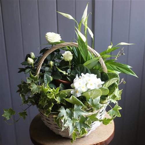 A White Flowering Planted Basket