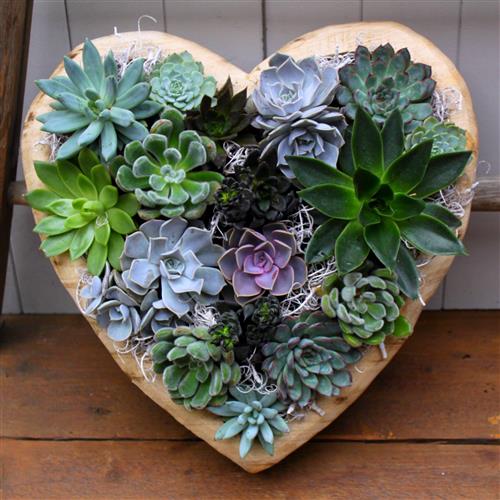 Succulent Love