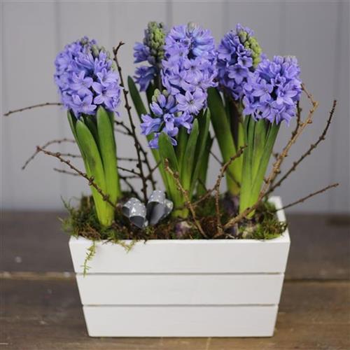 A Hyacinth Planted Crate