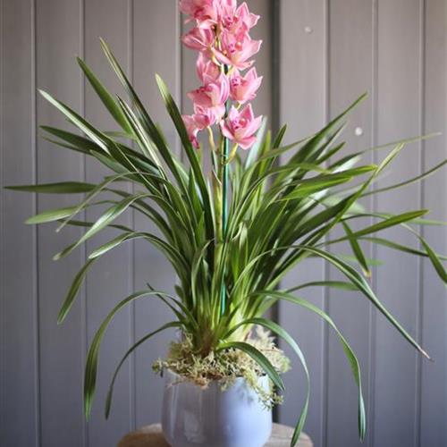Cymbidium Orchid 