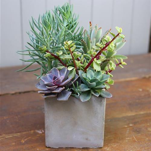 Succulent Garden