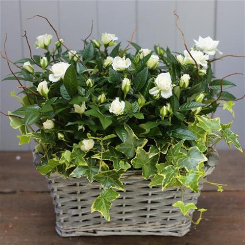 White Rose Planted Basket