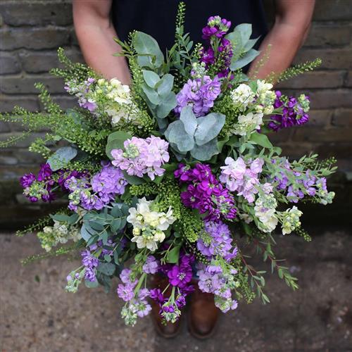 Scented Stocks